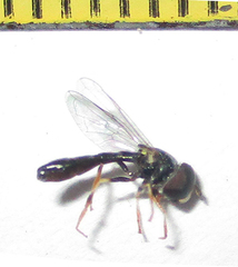 Paragus longiventris