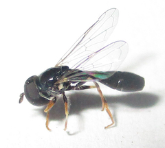 Paragus longiventris