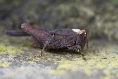 Tettigidea