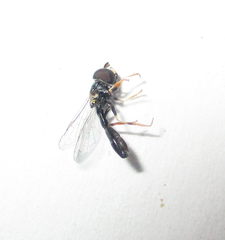 Paragus longiventris