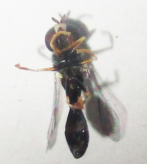 Paragus longiventris