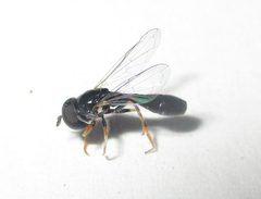 Paragus longiventris