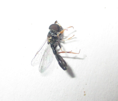 Paragus longiventris