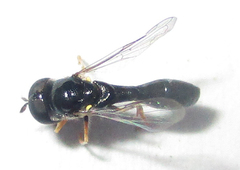 Paragus longiventris