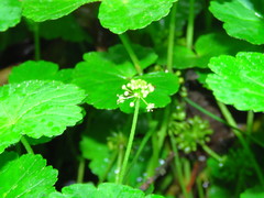 Hydrocotyle mexicana