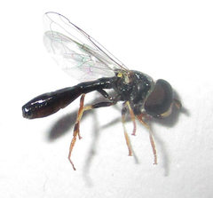 Paragus longiventris