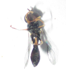 Paragus longiventris