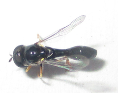 Paragus longiventris