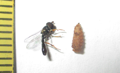 Paragus longiventris