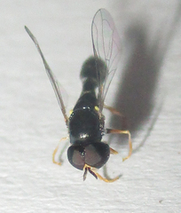 Paragus longiventris