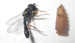 Paragus longiventris