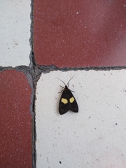 Aclytia