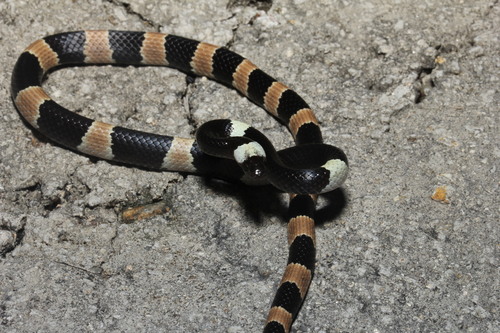 Photo of a Sichuan Wolf Snake (Lycodon liuchengchaoi)