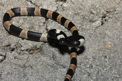 Lycodon liuchengchaoi