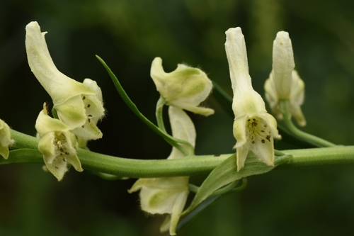 slenderleaf monkshood