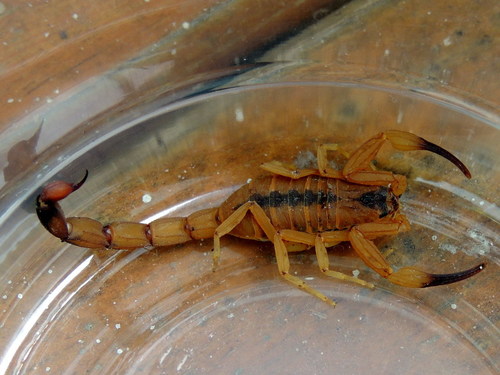 Tityus stigmurus photo 3