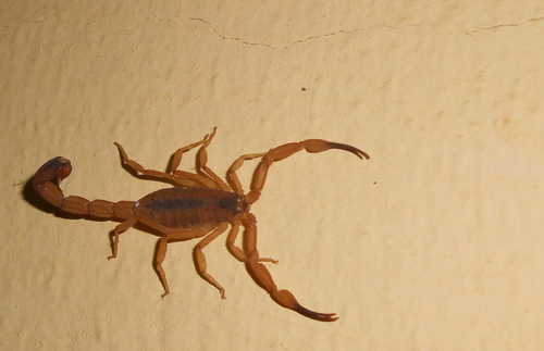 Tityus stigmurus photo 4