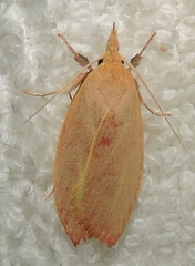 Wingia rectiorella