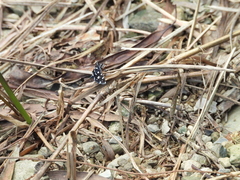 Bocchoris inspersalis
