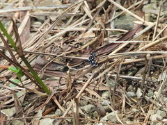 Bocchoris inspersalis