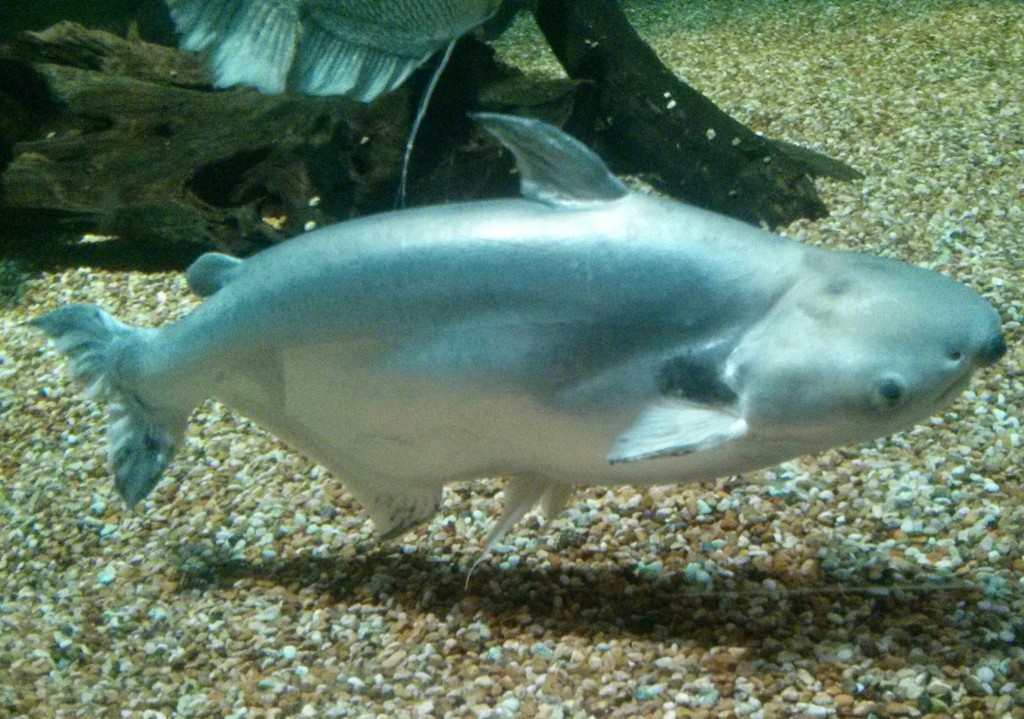 Spot Pangasius