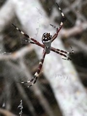 Argiope argentata image
