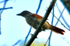 Thamnophilus palliatus