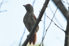 Thamnophilus palliatus