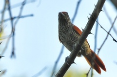 Thamnophilus palliatus