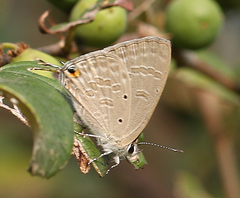 Catochrysops strabo strabo
