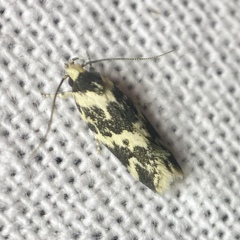 Barea eucapnodes