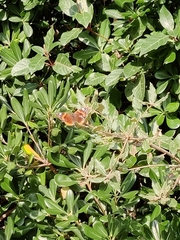 Vanessa atalanta
