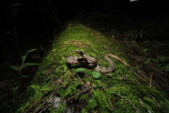 Protobothrops cornutus