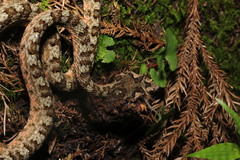 Protobothrops cornutus