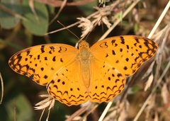 Phalanta phalantha phalantha