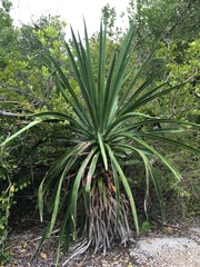Agave decipiens