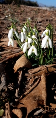 Galanthus reginae-olgae