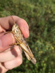 Schistocerca serialis cubense