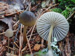 Mycena viridimarginata