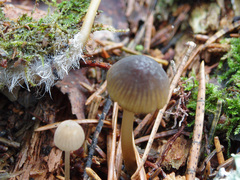 Mycena viridimarginata