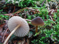 Mycena viridimarginata