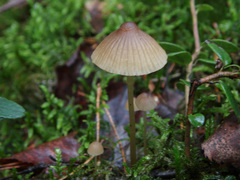 Mycena viridimarginata