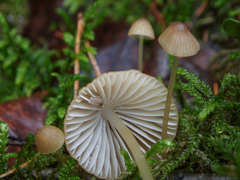 Mycena viridimarginata