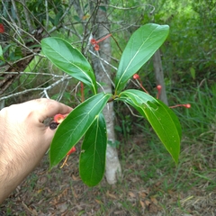 Nectandra