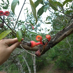 Nectandra