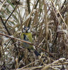 Cyanistes caeruleus