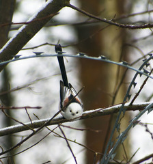 Aegithalos caudatus