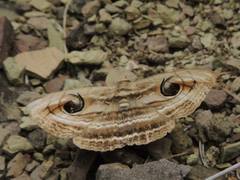 Spirama helicina