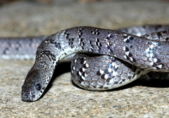 Pareas margaritophorus