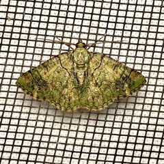 Aeolochroma rhodochlora